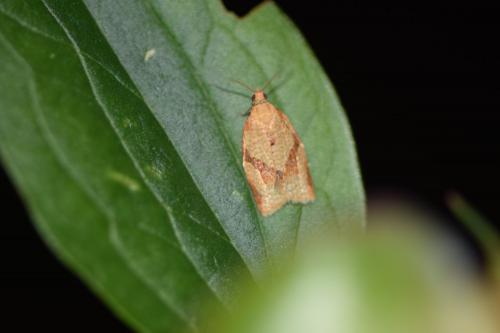Clepsis consimilana